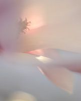 Magnolia in softfocus