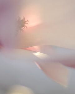 Magnolia in softfocus
