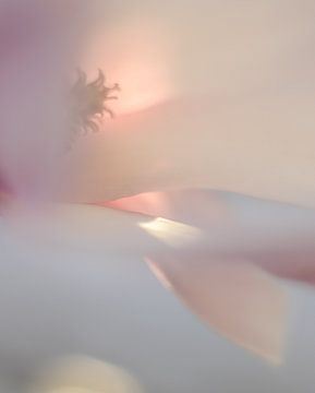 Magnolia in softfocus van Minie Drost