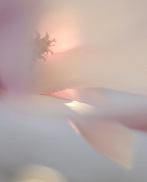 Magnolia in softfocus von Minie Drost