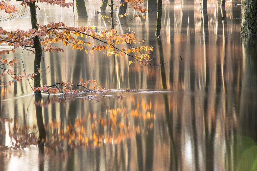 Flooded autumn forest on the Veluwe! by Peter Haastrecht, van