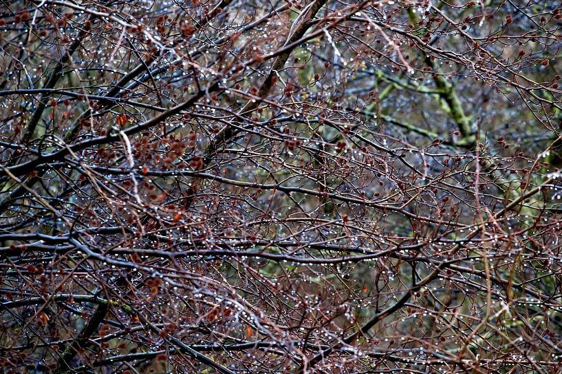 Vorfrühling von Thomas Jäger