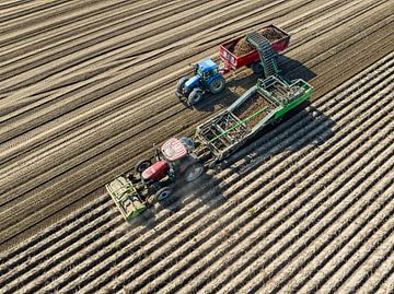 Tekkers rooien aardappelen in een veld van bovenaf gezien van Sjoerd van der Wal Fotografie