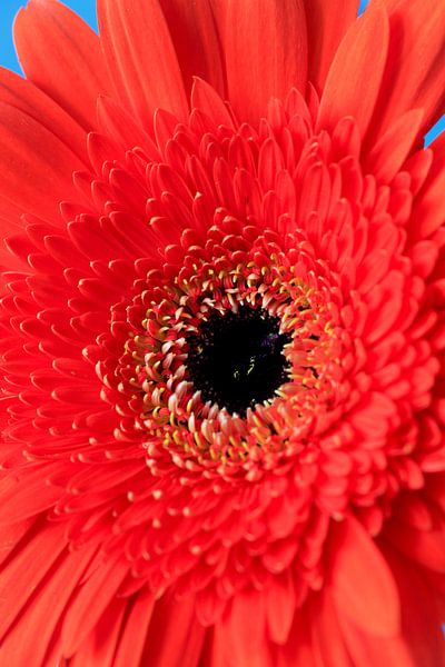 Gerbera by Thomas Jäger