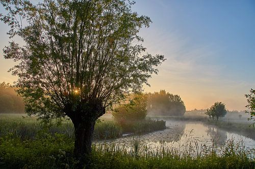 Zonsopkomst in nevel bij de wilg aan het water