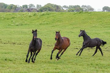 Drie paarden / Three horses