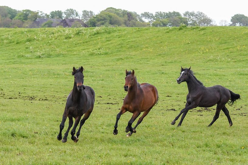 Drie paarden / Three horses van Henk de Boer