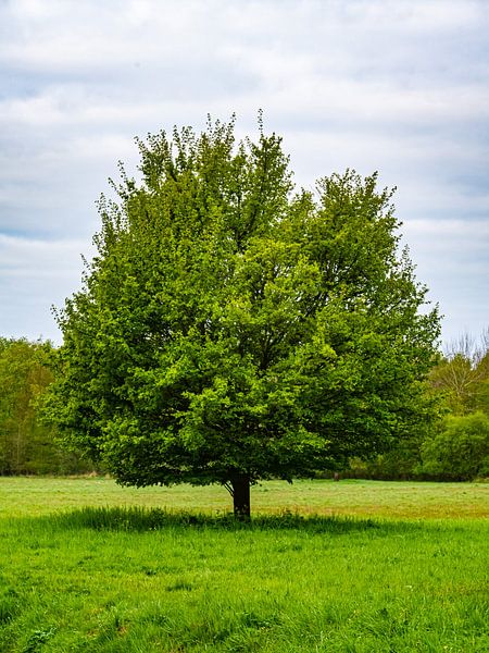 perfect by snippefotografie