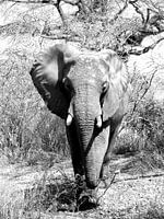 African Elephant black/white