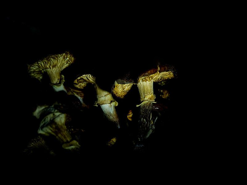 Gros plan sur une photo créative de champignons en automne par Wolfgang Unger