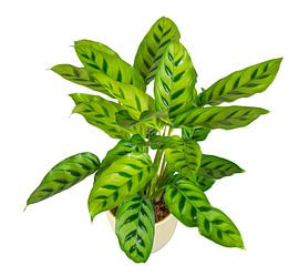 Basket marant in a flower pot on a white background by ManfredFotos