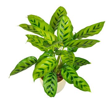 Mand marant in een bloempot op een witte achtergrond