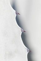 Close-up photo agave leaf | Minimalist agave plant