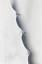 Close-up photo agave leaf | Minimalist agave plant by Dennis en Mariska thumbnail