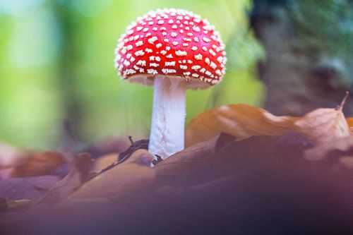 Rode vliegenzwam met witte stippen in Bos