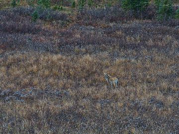 Coyote in de Rockies van Timon Schneider