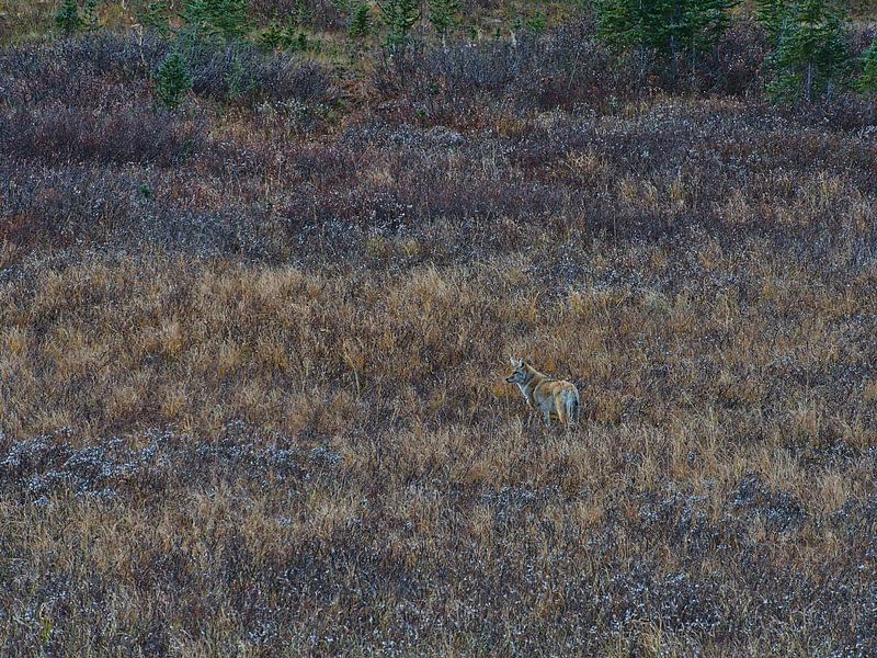 Coyote in the Rockies by Timon Schneider