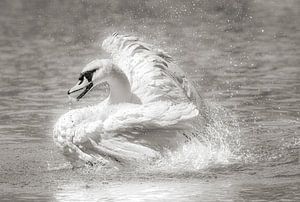 Cygne tuberculé dans l'eau