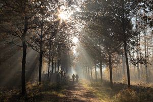Morgenspaziergang Amerongse berg