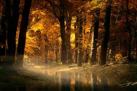 Orange The World (Dutch Autumn Forest)