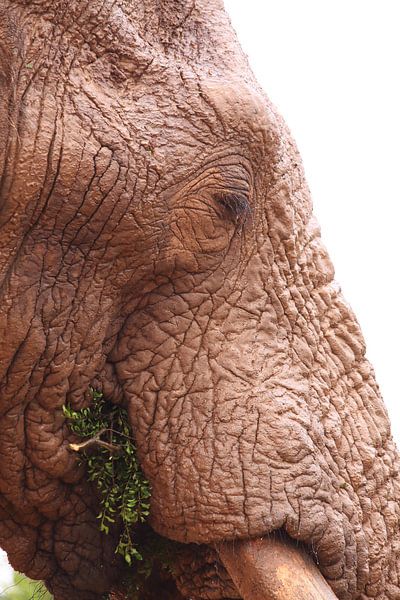 Close up of eating african elephant by Bobsphotography