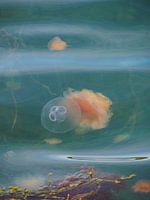 Meeting between jellyfish at Fjällbacka in coastal Sweden