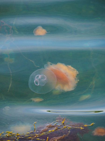 Meeting between jellyfish at Fjällbacka in coastal Sweden by Helene Ketzer