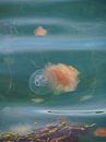 Meeting between jellyfish at Fjällbacka in coastal Sweden by Helene Ketzer thumbnail