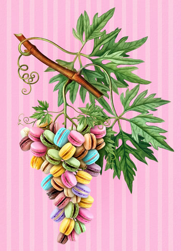 How Macarons Grow