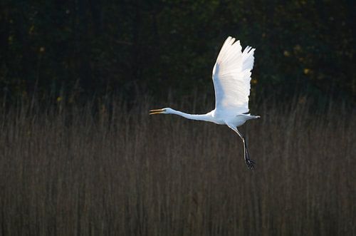 Grote Zilverreiger in vlucht