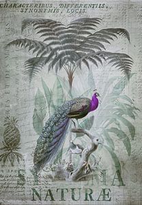 Pfau im Tropenparadies