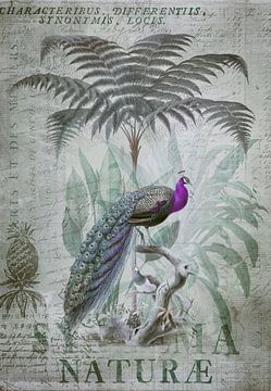Peacock in a tropical paradise by Andrea Haase