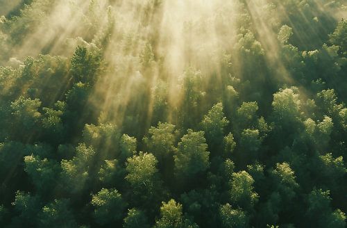 Summer forest from above