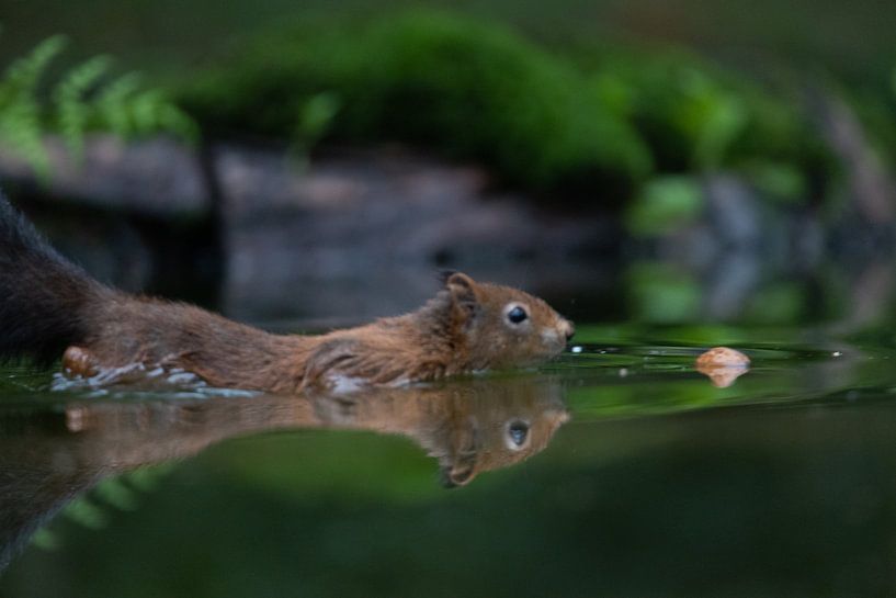 Eichhörnchen von @Unique