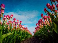 Roze tulpen in kikkerperspectief