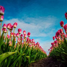 Pink Tulips sur Dennis van Berkel