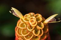 Red pine cone ginger,  wat een prachtige bloem uit het mooie Costa Rica