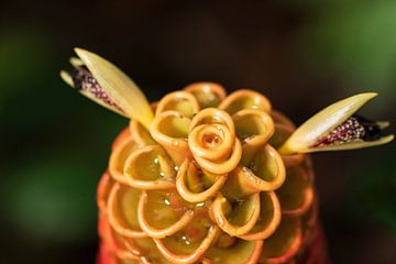 Red pine cone ginger,  wat een prachtige bloem uit het mooie Costa Rica van Mirjam Welleweerd