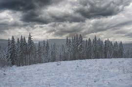 Paysage d'hiver dans le parc national du Harz sur Peter Eckert