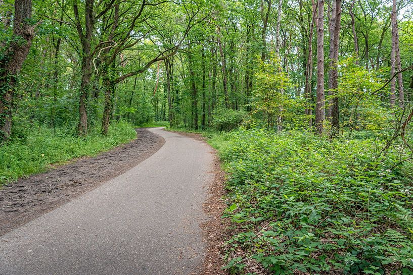 Schlängelnder Pfad durch einen holländischen Wald von Ruud Morijn