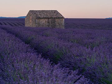 Ein alter Schuppen in den Lavendelfeldern der Provence von Hillebrand Breuker