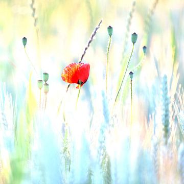 Le coquelicot sur Jana Behr