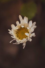 Dancing leaves. by Brenda De Voeght