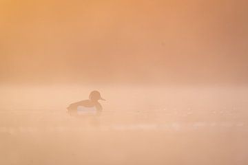 Kuifeend bij zonsopkomst van Ronald Buitendijk Fotografie
