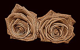 Rosen digital bearbeitet (sepia)