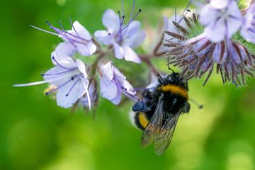 Hommel hangend aan een bloem van Flatfield