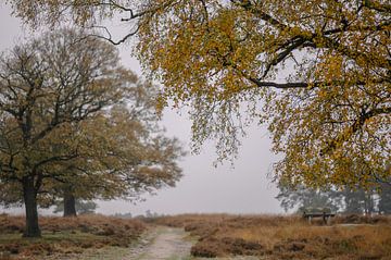 autumn over the grey heather by Tania Perneel