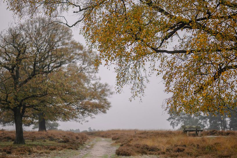 autumn over the grey heather by Tania Perneel