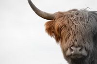 Kop Schotse hooglander 2 kleurig
