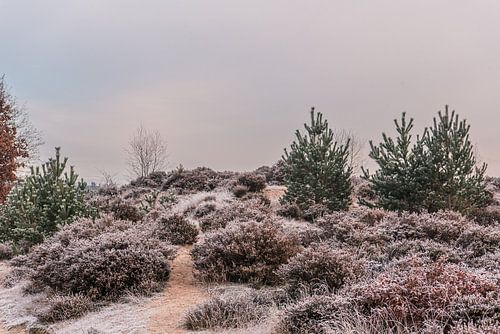 Hiver sur les landes de Leusden | Print Art sur Mascha Boot